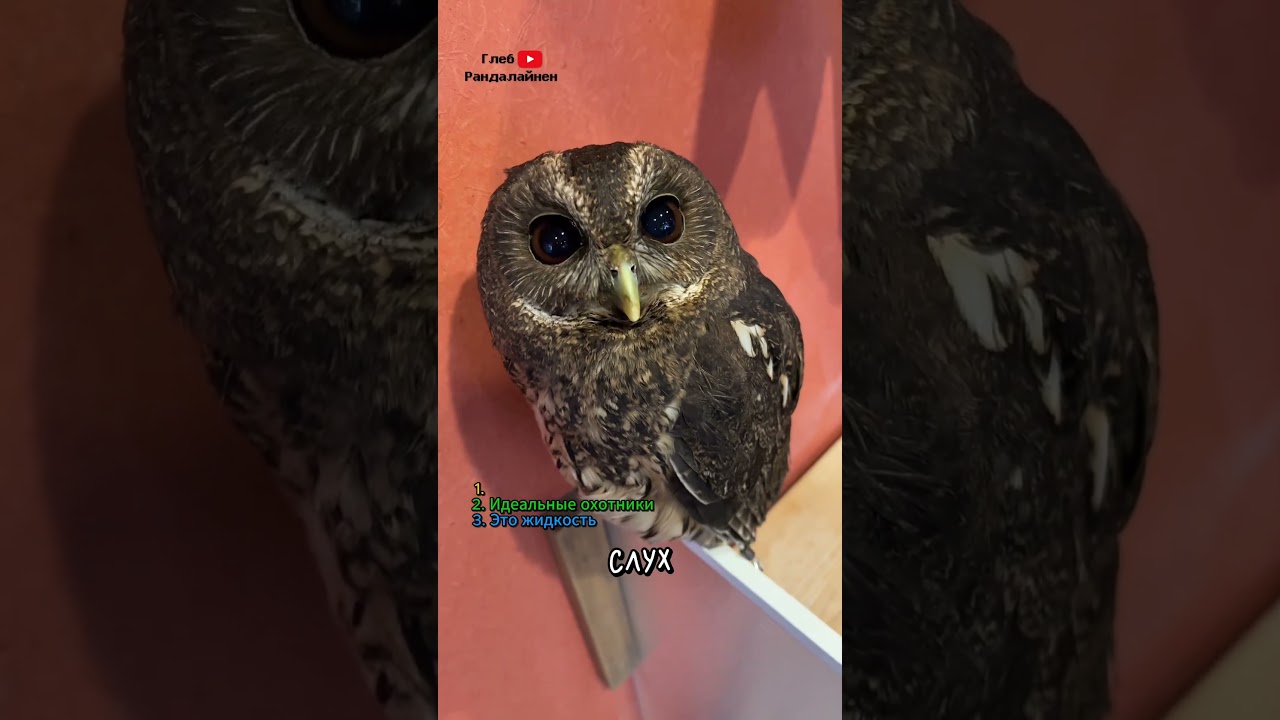Совы Это Коты с Крыльями 🦉