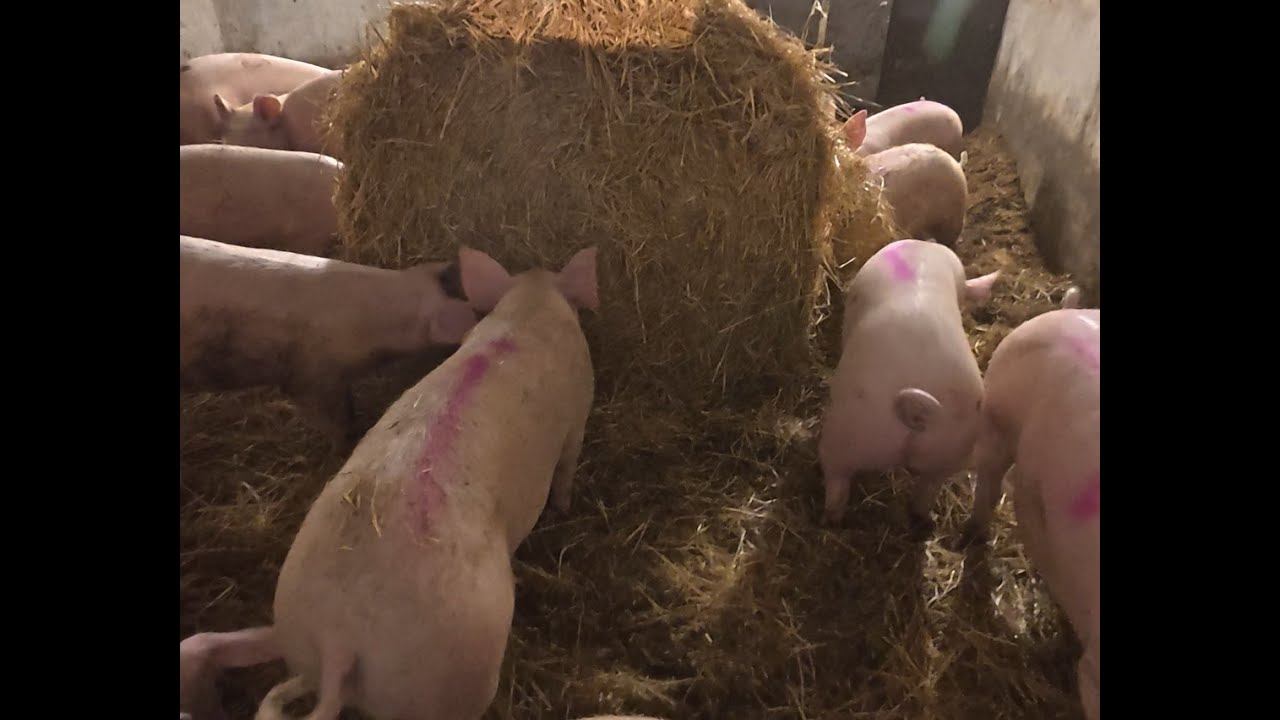 Adding Hay in Organic Pig Farm