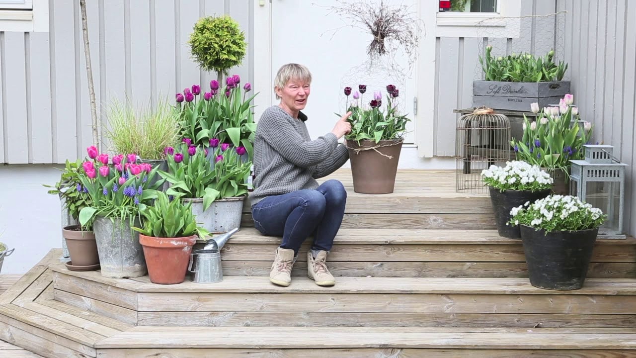 DIY &ndash; G&ouml;r ett eget r&aring;djursskydd f&ouml;r dina tulpaner