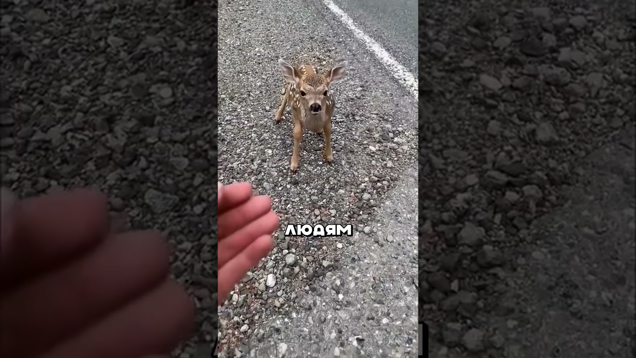 ЗМЕЯ НАПАЛА НА ОЛЕНЯ 🐍🦌  #животные #змея #animals #звери #олень