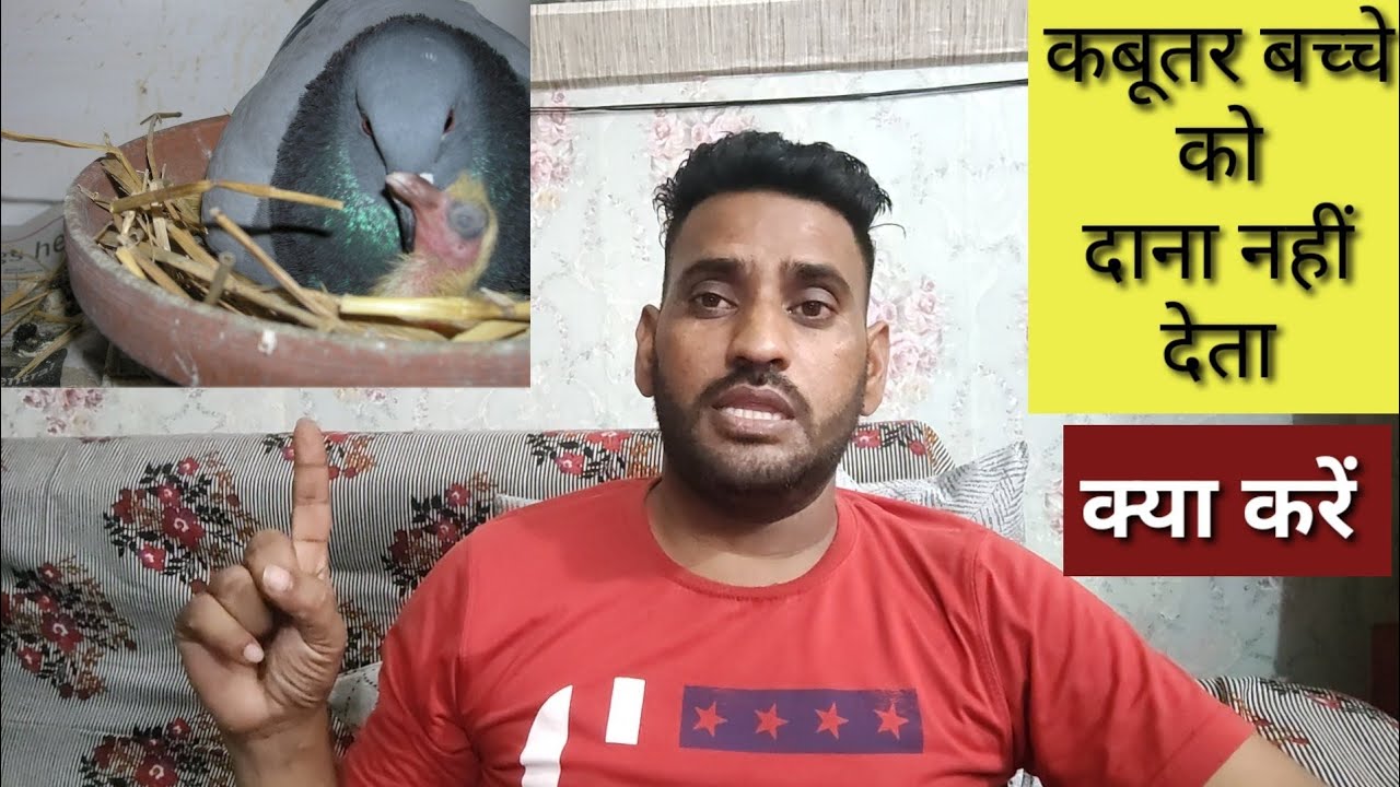 kabutar Bache ko Dana nhi Deta kya karen