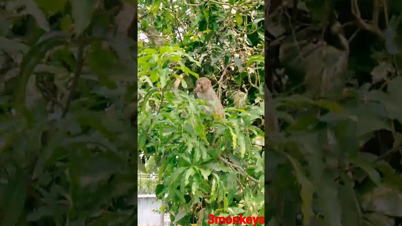 monkey video #shoot #monkey #animals funny video 2021