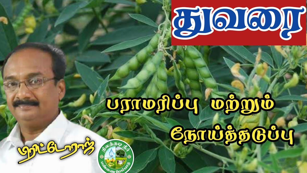துவரை - பராமரிப்பு மற்றும் நோய்த்தடுப்பு