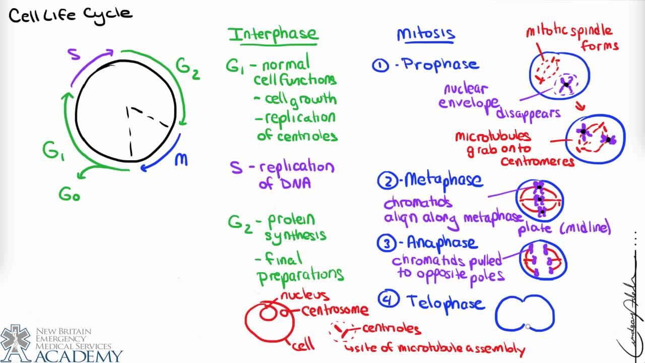 Cell Cycle