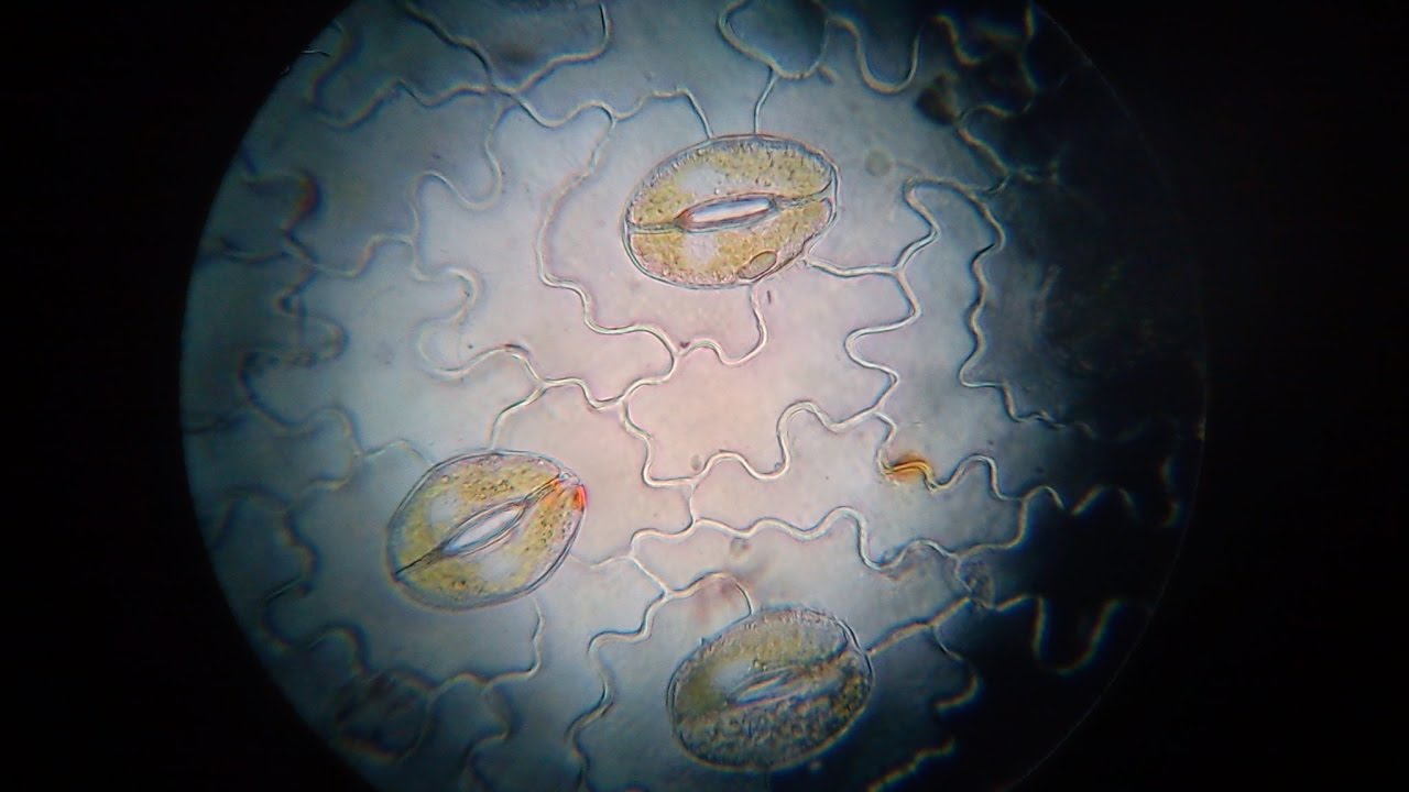 Práctica de observación de estomas. Observation of stomata in plant epidermis