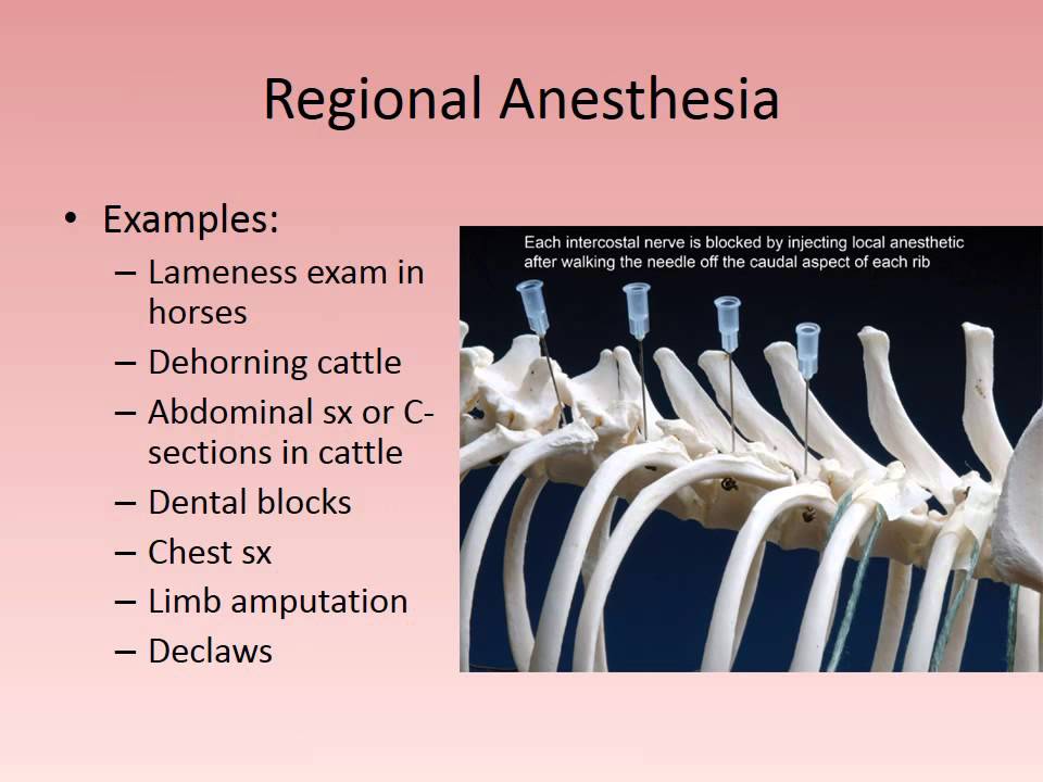 MBC Vet Tech Online Review 5.2 - The Art of Anesthesia
