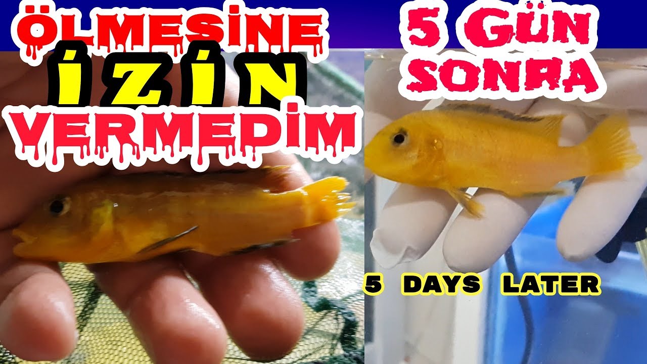 HASTA BALIK KURTARMA OPERASYONU, BALIK KUYRUK ERİMESİ, akvaryum balıkları
