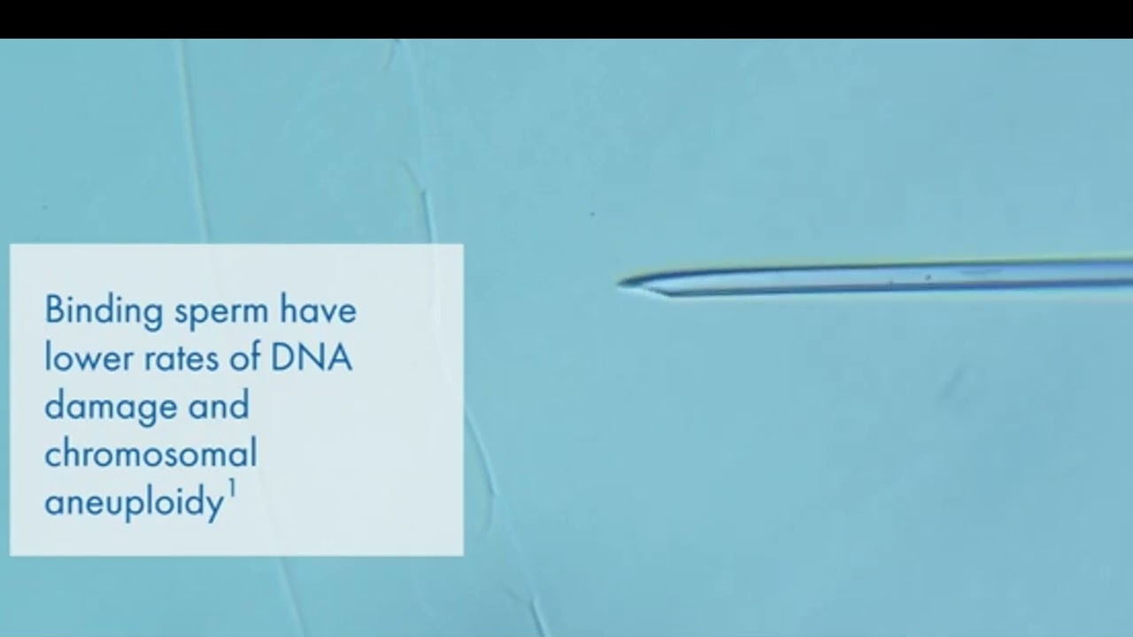 PICSI Physiological ICSI binding of sperm