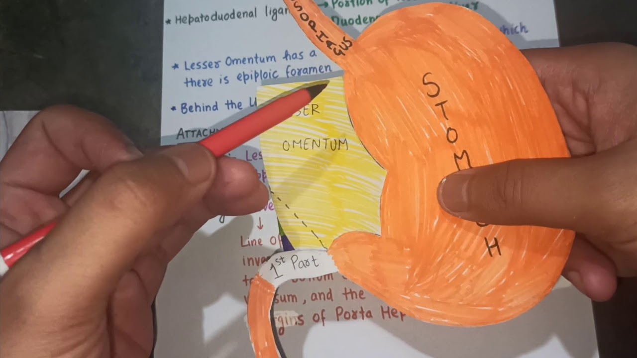 LESSER OMENTUM