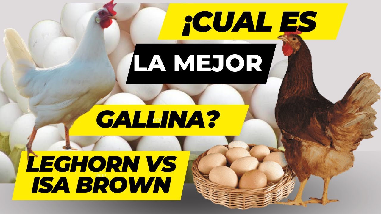 Cual es la Mejor Gallina Ponedora | Ventajas y desventajas de las razas Leghorn e Isa Brown