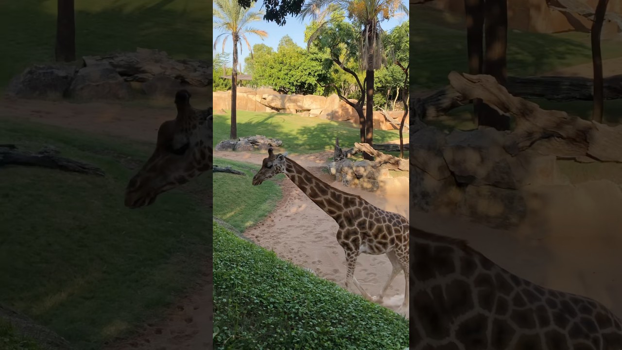 This isn&rsquo;t Africa!📍It&rsquo;s Bioparc Valencia🫶🏻 #bioparc #valencia #zoovalencia