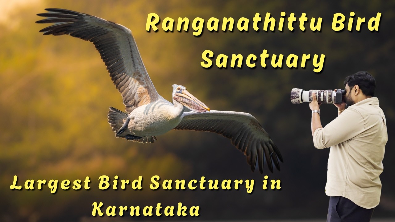 Ranganathittu Bird Sanctuary | Boating, Crocodiles & Pelicans | Bangalore Weekend Trip Guide