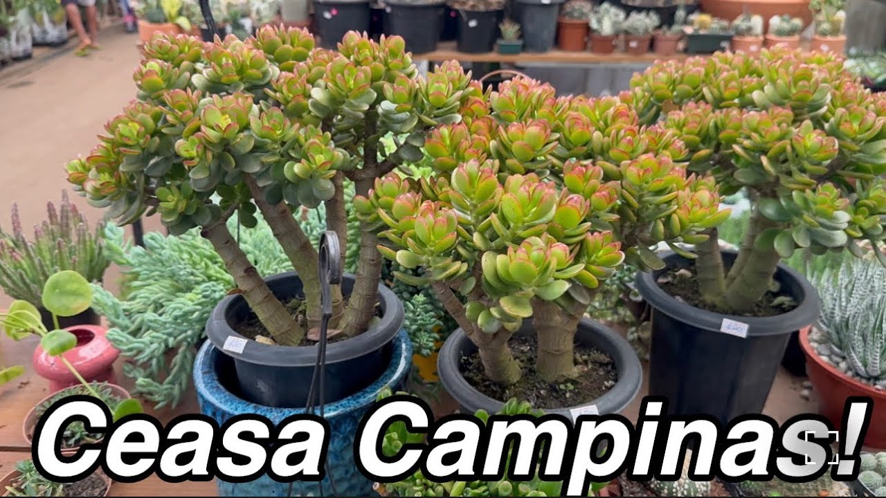 Plantas a partir R$5,00 Ceasa Campinas 
