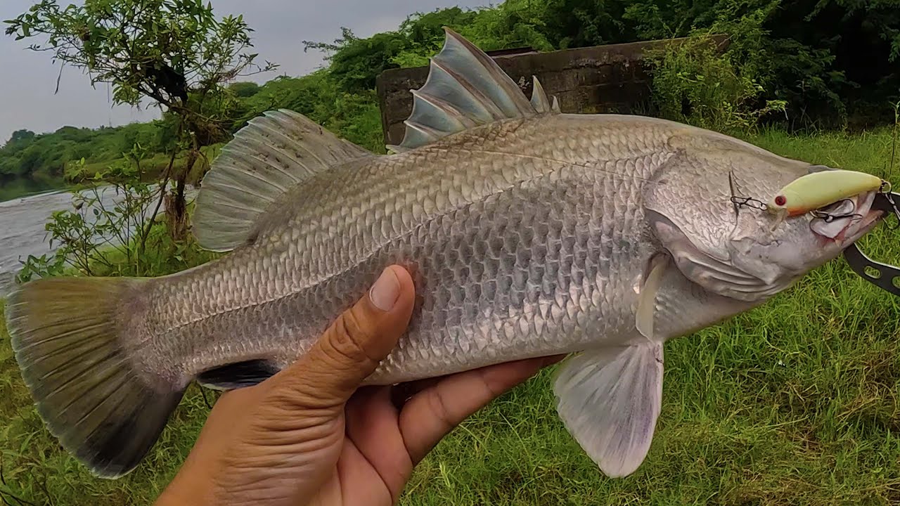Ultralight Barra Challenge: Light Line, Big Fish! | Ultralight Fishing