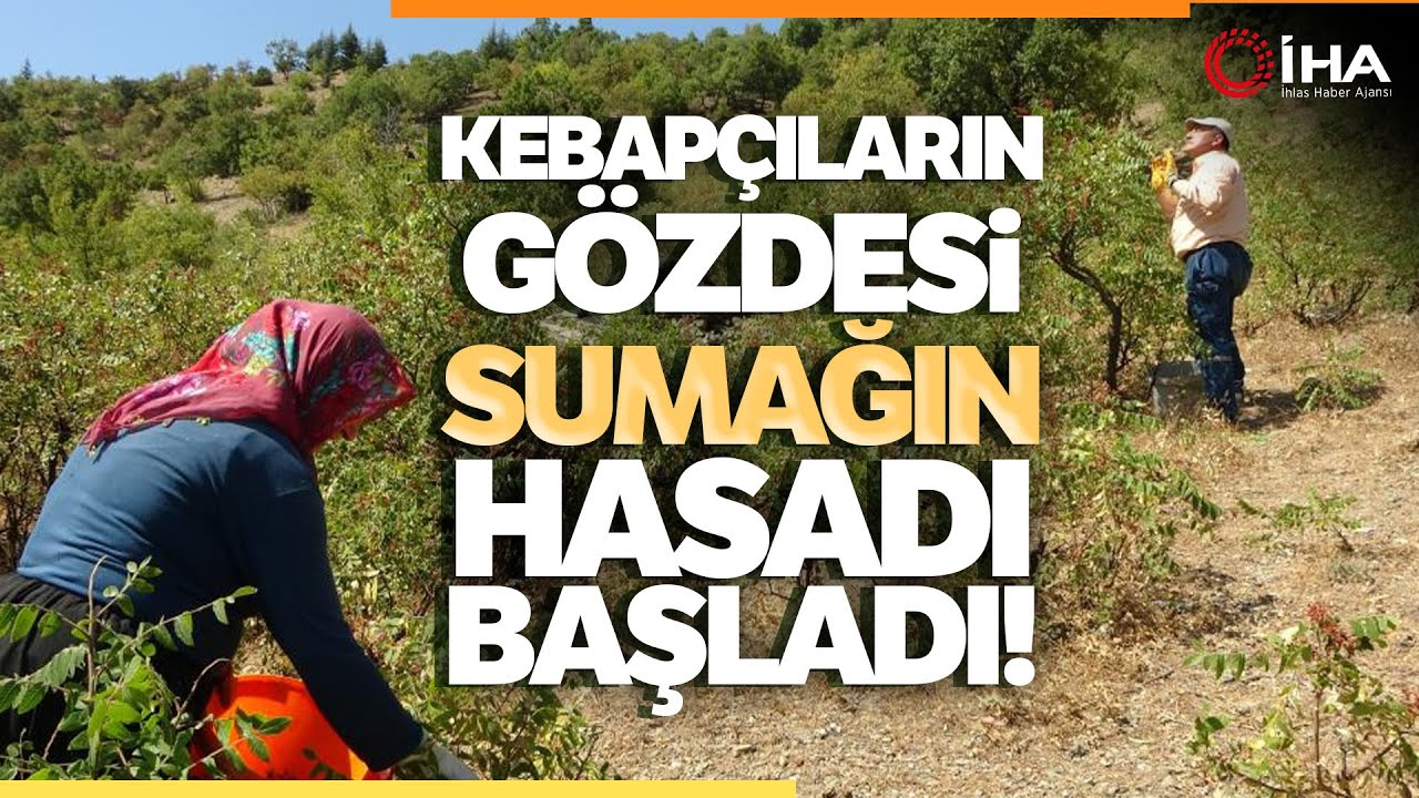 Doğada Kendiliğinden Yetişen Sumak Bitkisinin Hasadı Başladı