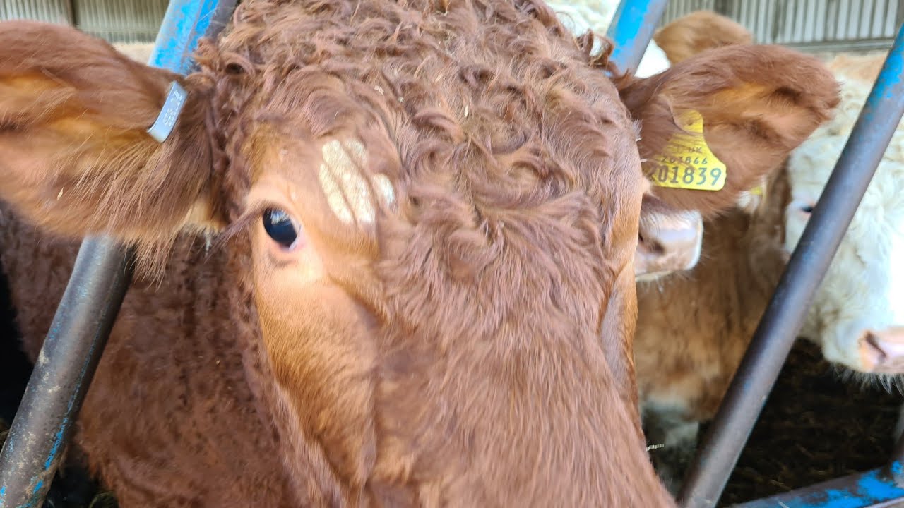 Cattle Have Ring Worm and a Look At The Crops