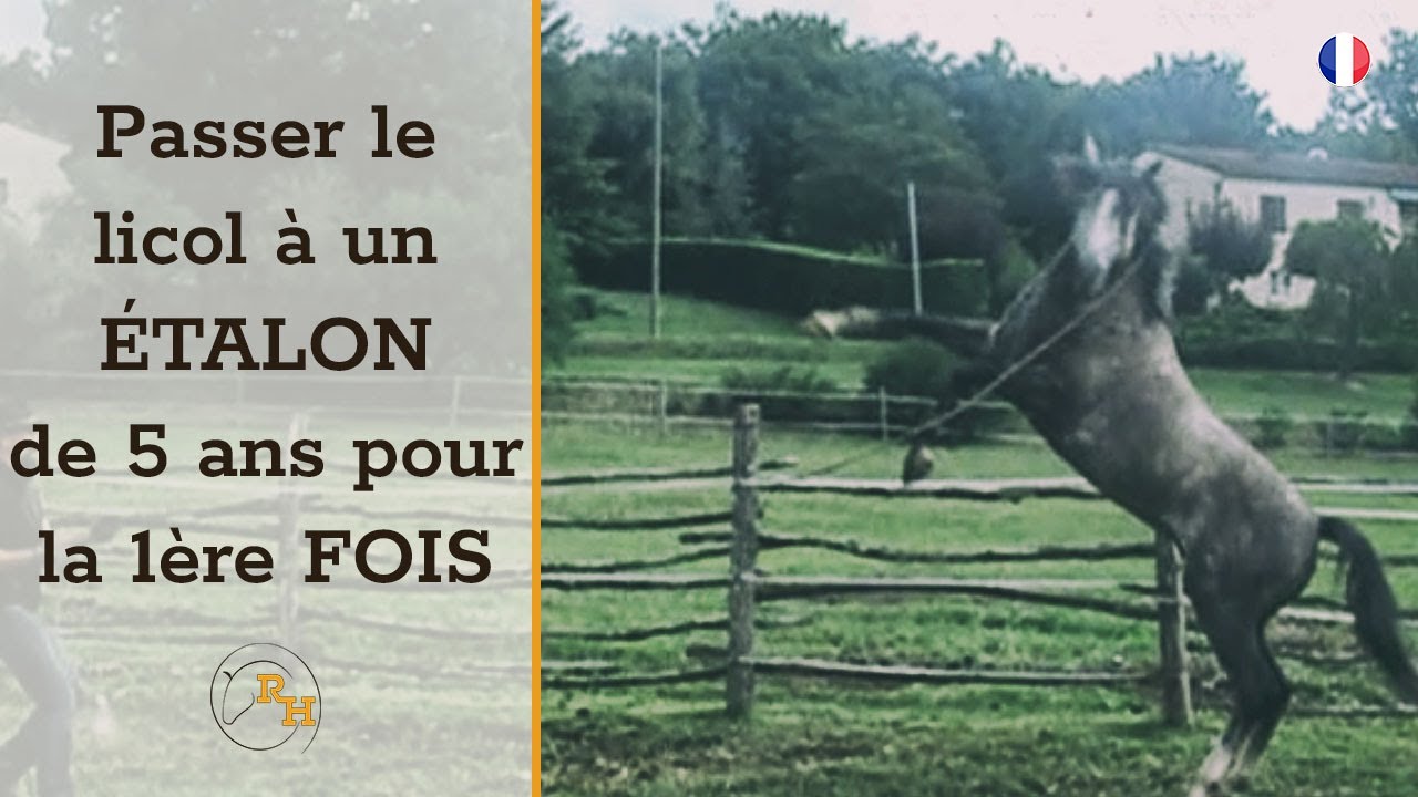 Mettre un Licol pour la Première Fois à un Étalon de 5 Ans !