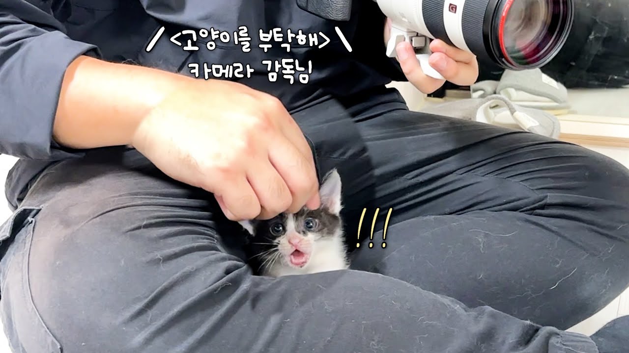 촬영 오셨다가 아기 고양이에게 간택 당한 카메라 감독님 ㅋㅋㅋ 탄빵이 입양신청이 들어왔어요