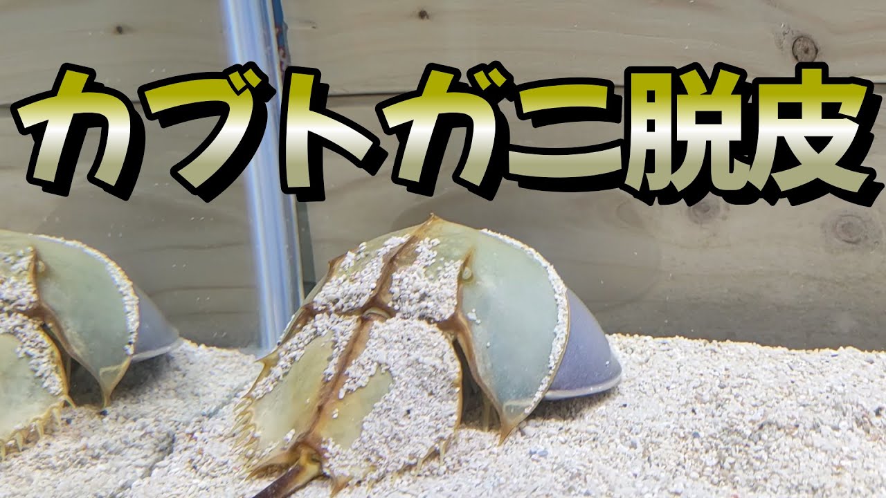 レア‼偶然、カブトガニの脱皮の瞬間に立ち会えました！