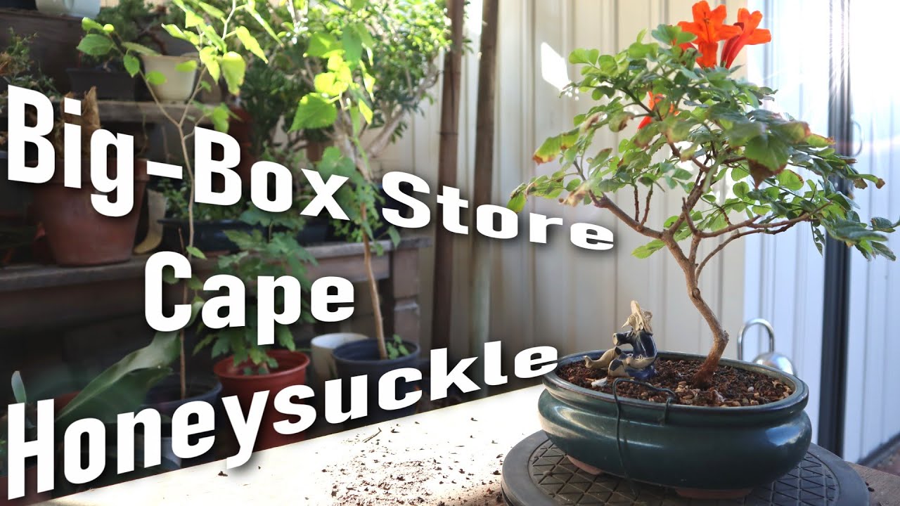 New Cape Honeysuckle - Affordable Home Depot Plant! | Poor Man's Bonsai