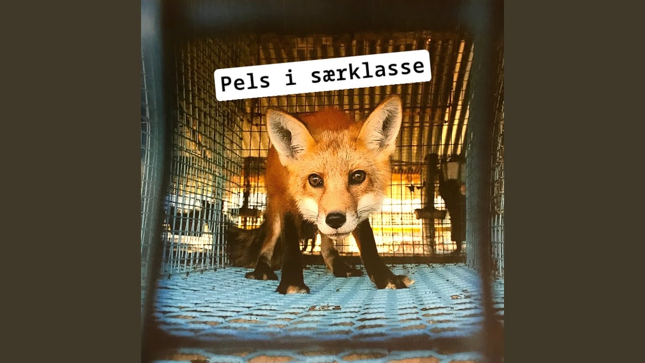 Pels i s&aelig;rklasse