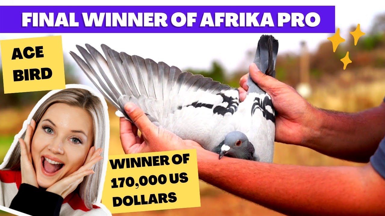 Final Winner Of Afrikapro | Biggest Cash Winner Bird 170,000 US DOLLARS | Worlds Best Racing Pigeon