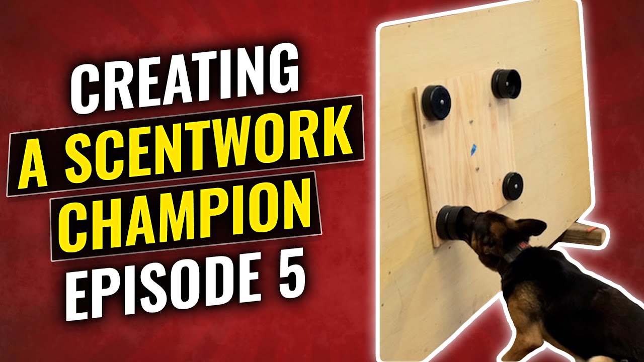Episode 5 Creating a Scentwork Champion | Interior Searches