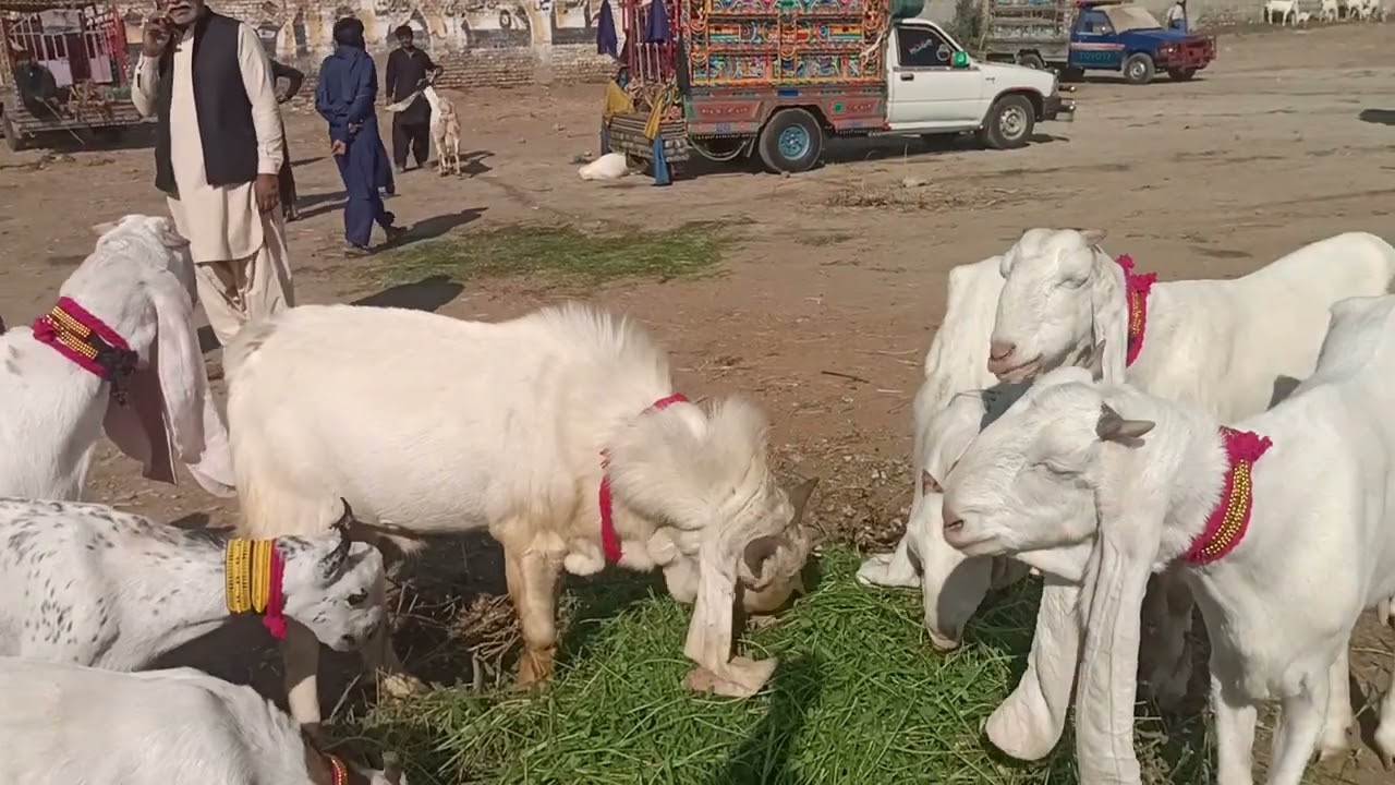 Hyderabad Bypass bakra mandi