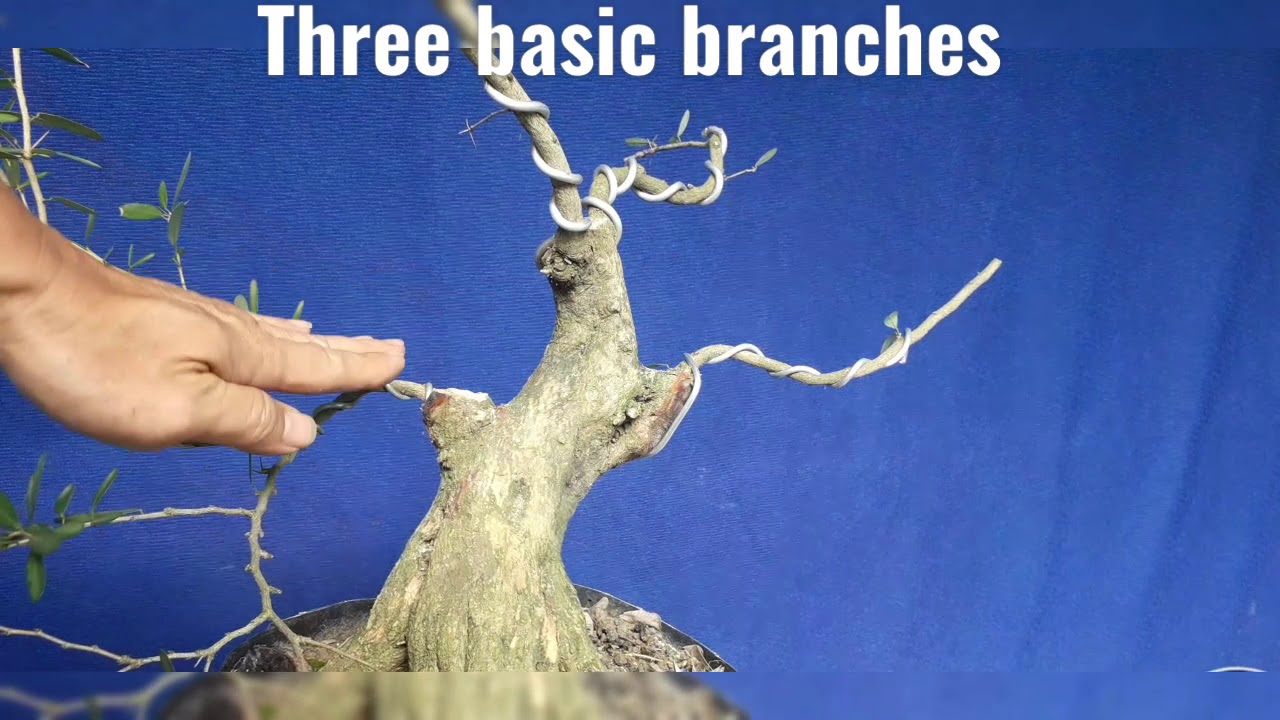 BONSAI: