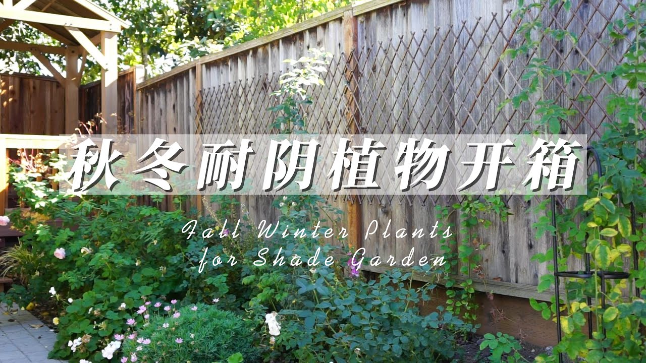 秋冬耐阴植物开箱 | Fall Winter Plants for Shade Garden | NorCal zone 9B | #1