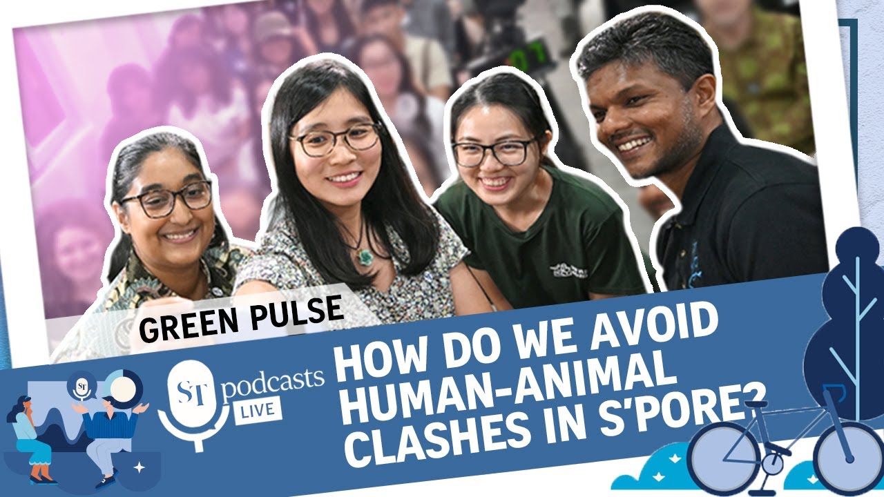 How do we avoid human-animal clashes in S’pore? | Green Pulse Podcast