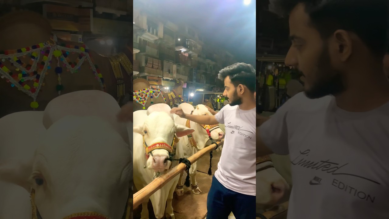 Burns Road Surti Cattle Farm k piyaray Janwar 🌸