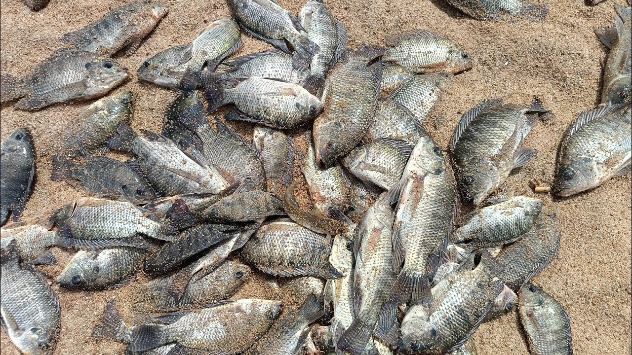 గాలం వేసుడే లేటు లాక్కుని పోతున్నాయి🎣🐟🐠#fishing #fishingvideo 