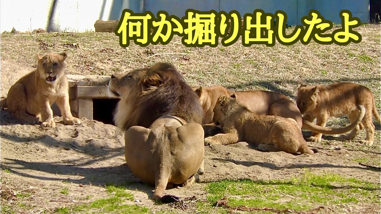 ライオンファミリー集合しました　何か出てきたようです【のんほいパーク】Lion family Toyohashi Zoo 