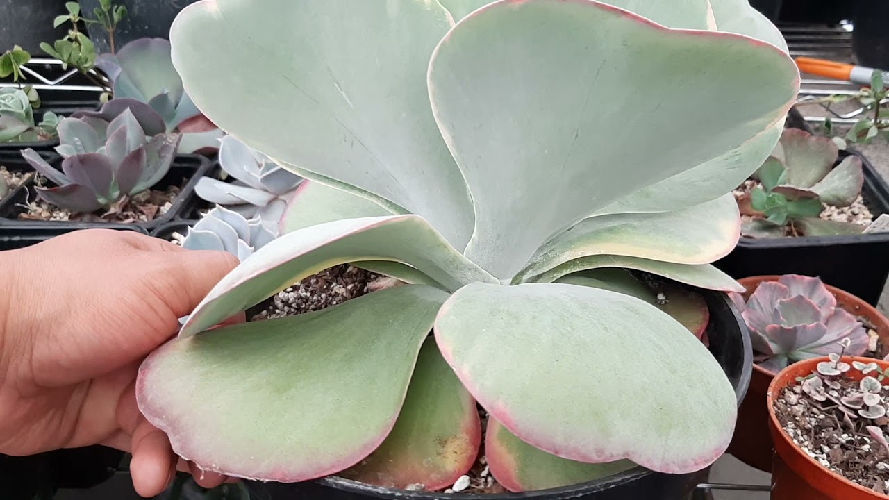 Kalanchoe fantastic (Kalanchoe luciae variegado)