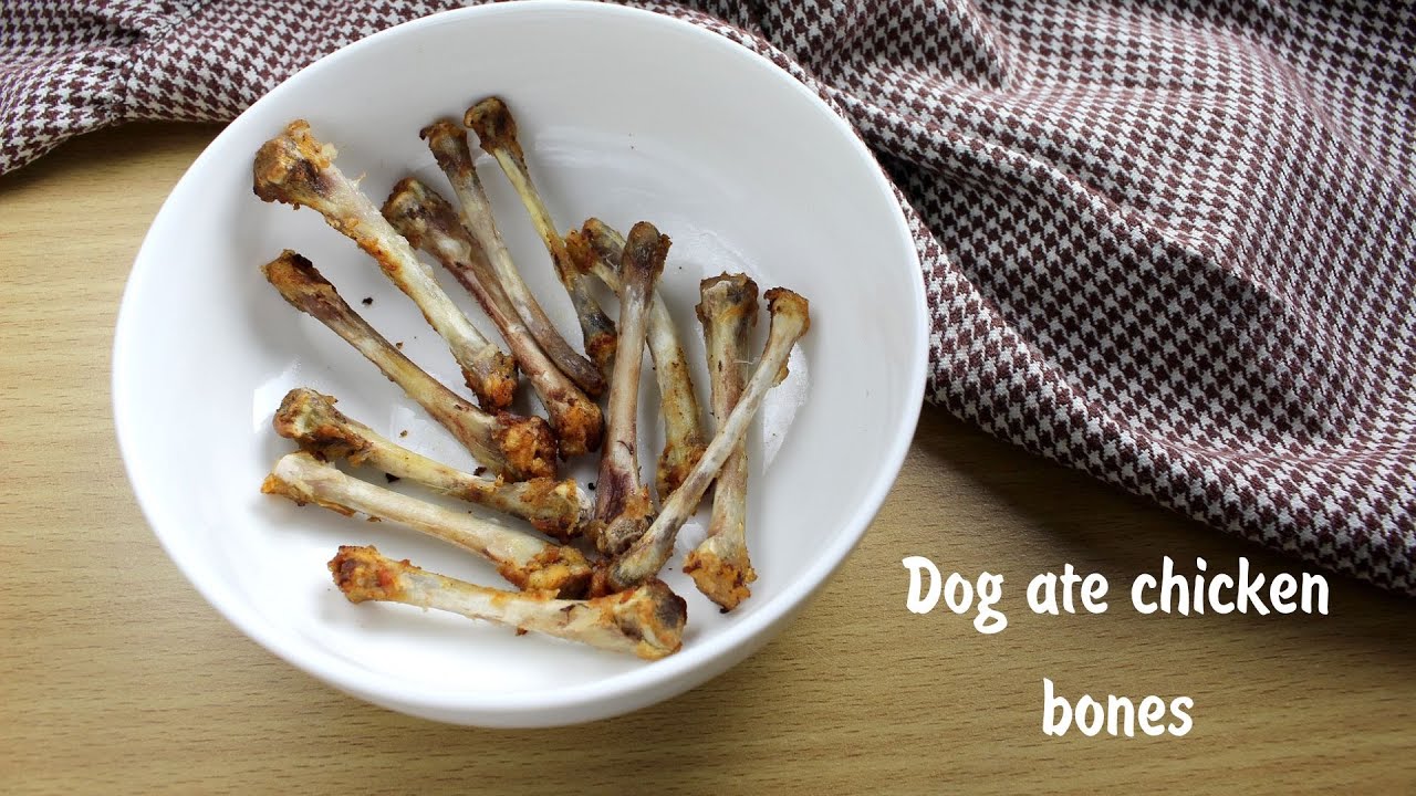 Can Dogs Eat Chicken Bones? - By I Love Veterinary