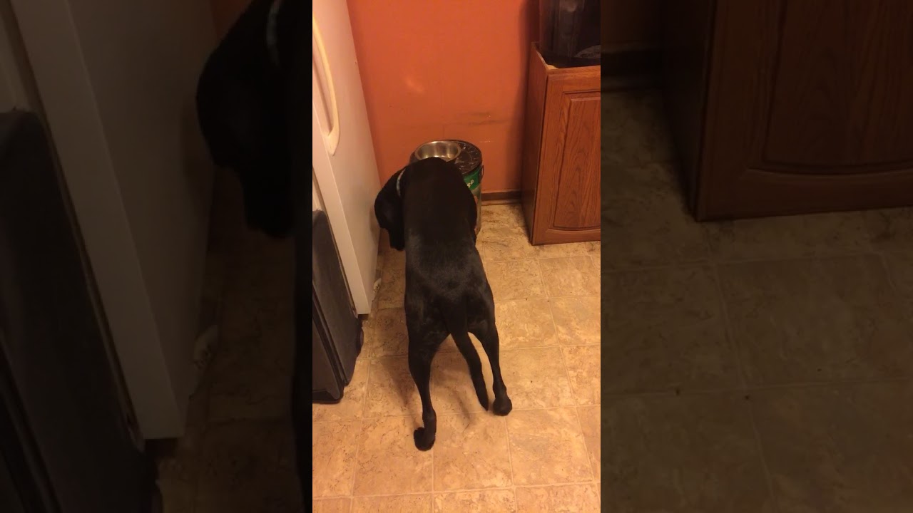 When your dog eats your stash #noanimalinjured #dog #marijuana