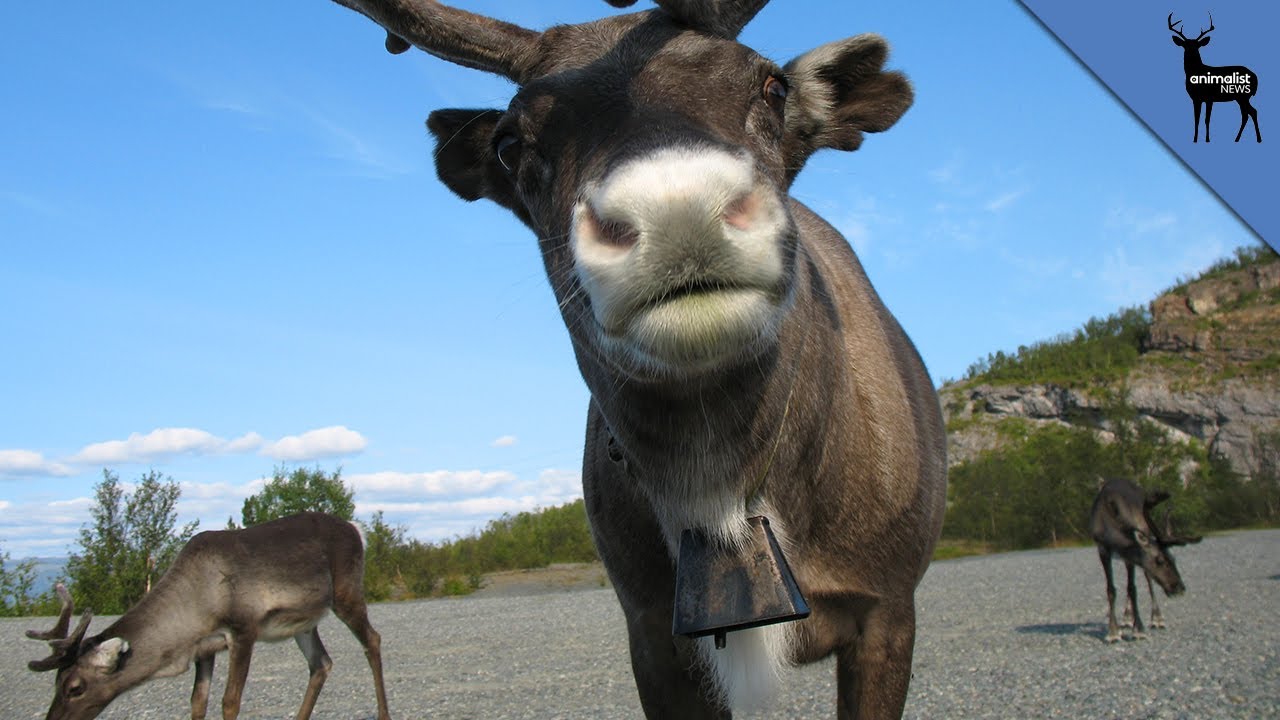 Facts To Know Before You Meet A Reindeer