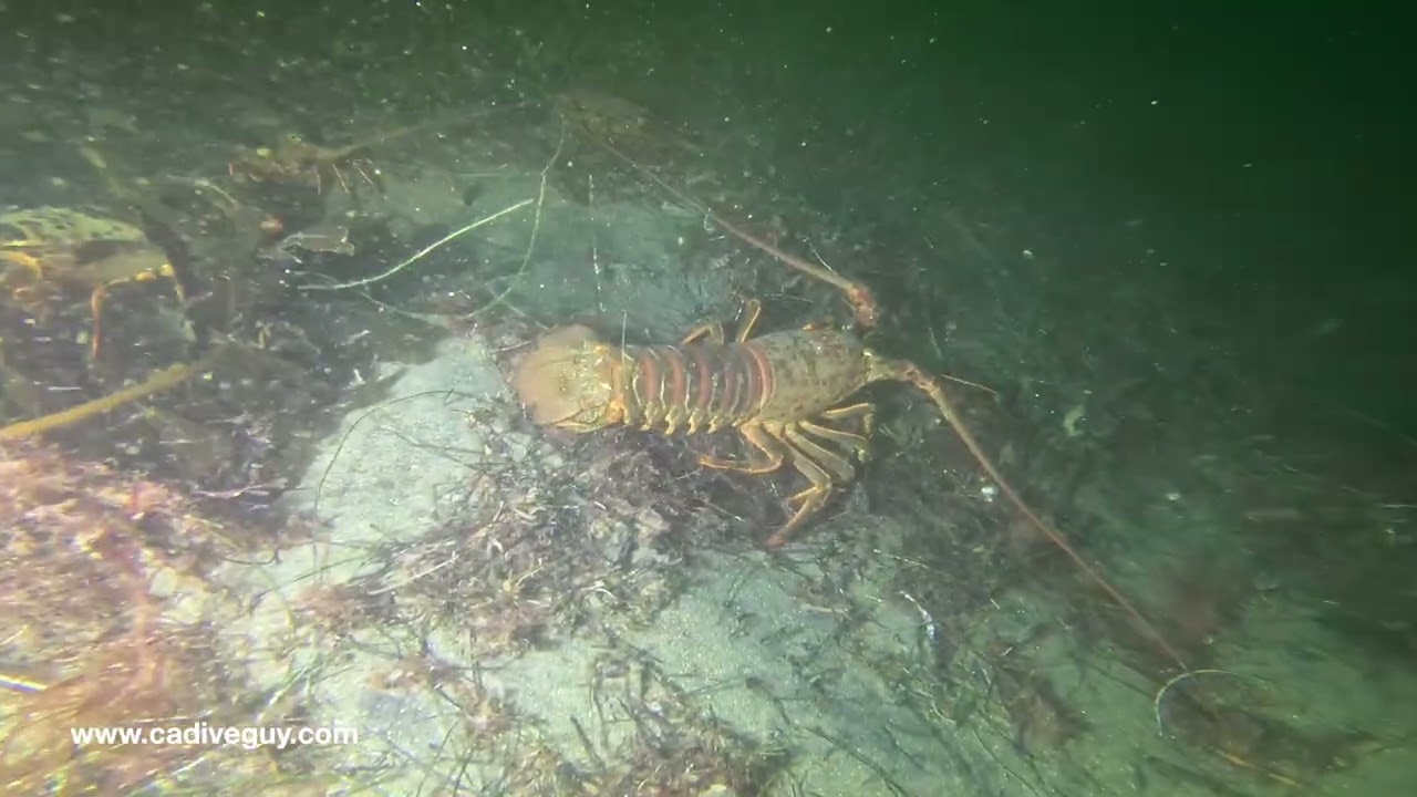 Sidemount Diving Lobster Encounters! 🦞