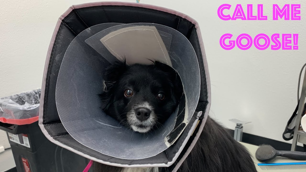 Aggressive Mini Aussie  Did So Good  // 4 guard Shape Up [CC]