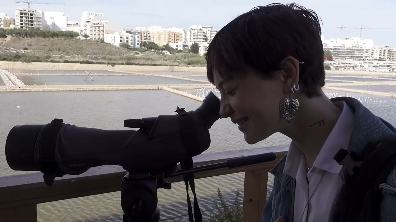 Il-Gawwi f’Malta: Ix-Xogħol ta’ BirdLife Malta