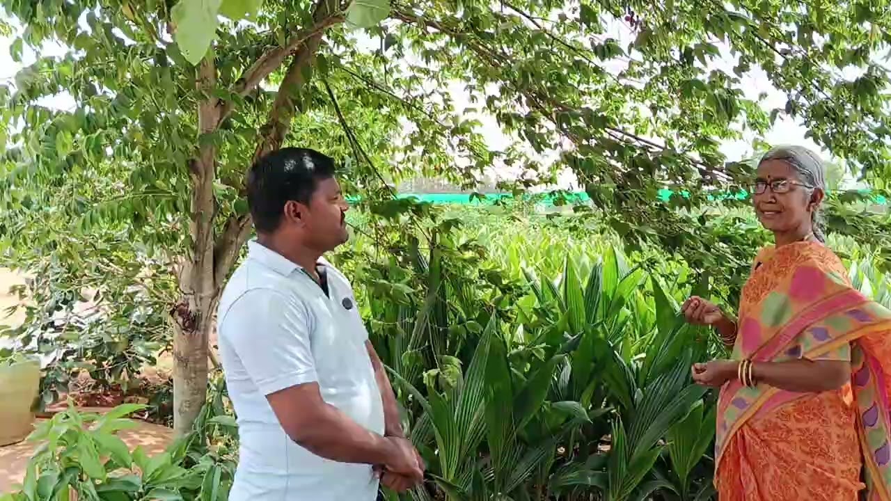 ప్రతి ఒక్కరి తోటలో ఉండవలసిన చెట్టు#bnreddy nursary guntur #farming #agriculture