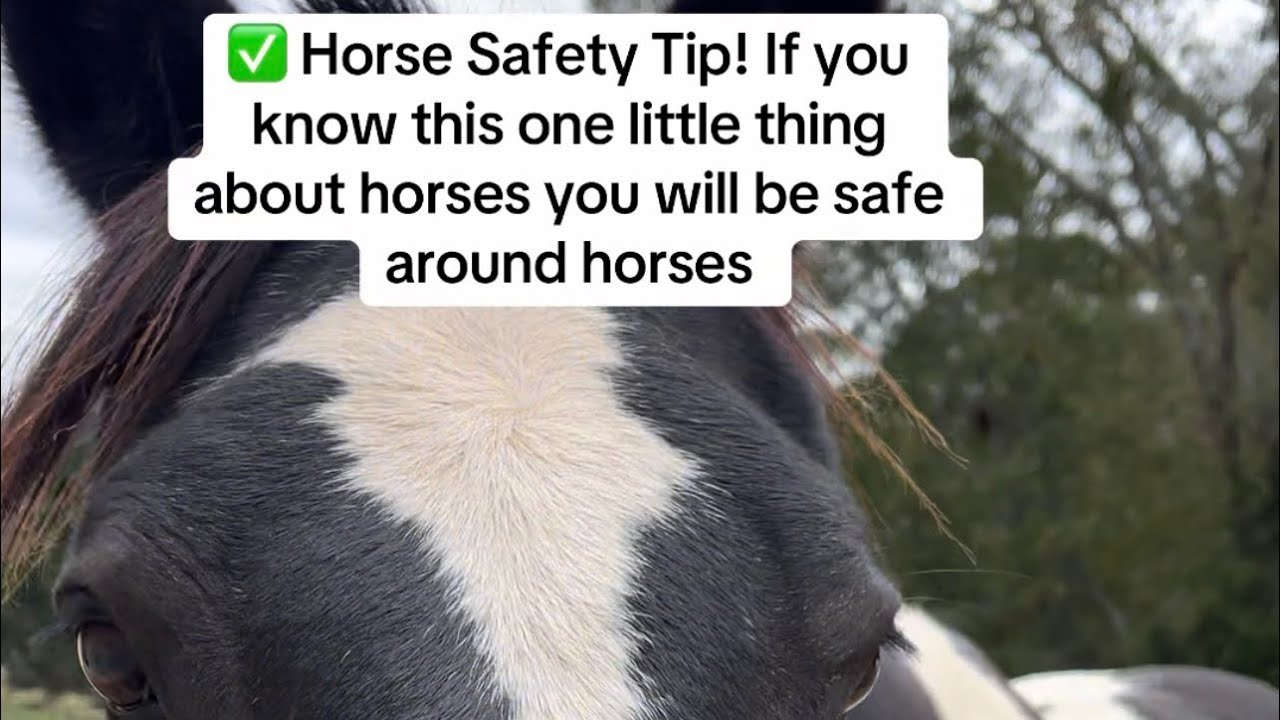✅ Совет по безопасности лошадей! Если вы знаете эту маленькую вещь о лошадях, вы будете в безопас...