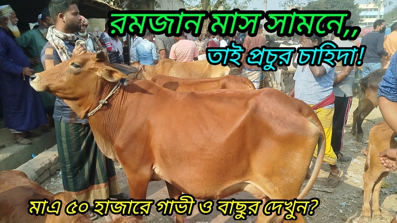 @আজ ২৮ জানুয়ারি ২০২৬ || প্রচুর চাহিদা গাভী ও বাছুর গরুর || বরমী বাজার হাট || cow milk prices 2026