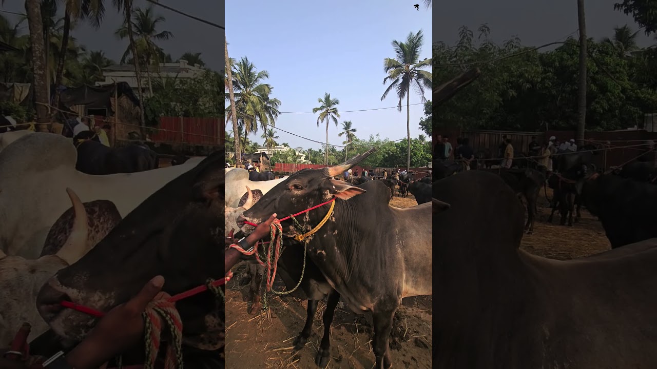 🐂ചന്തയിൽ വില്പനകയി വന്ന കാള Chattipparamba Chanda | Kaala chantha malappuram | Hallikar Bull |oxrace