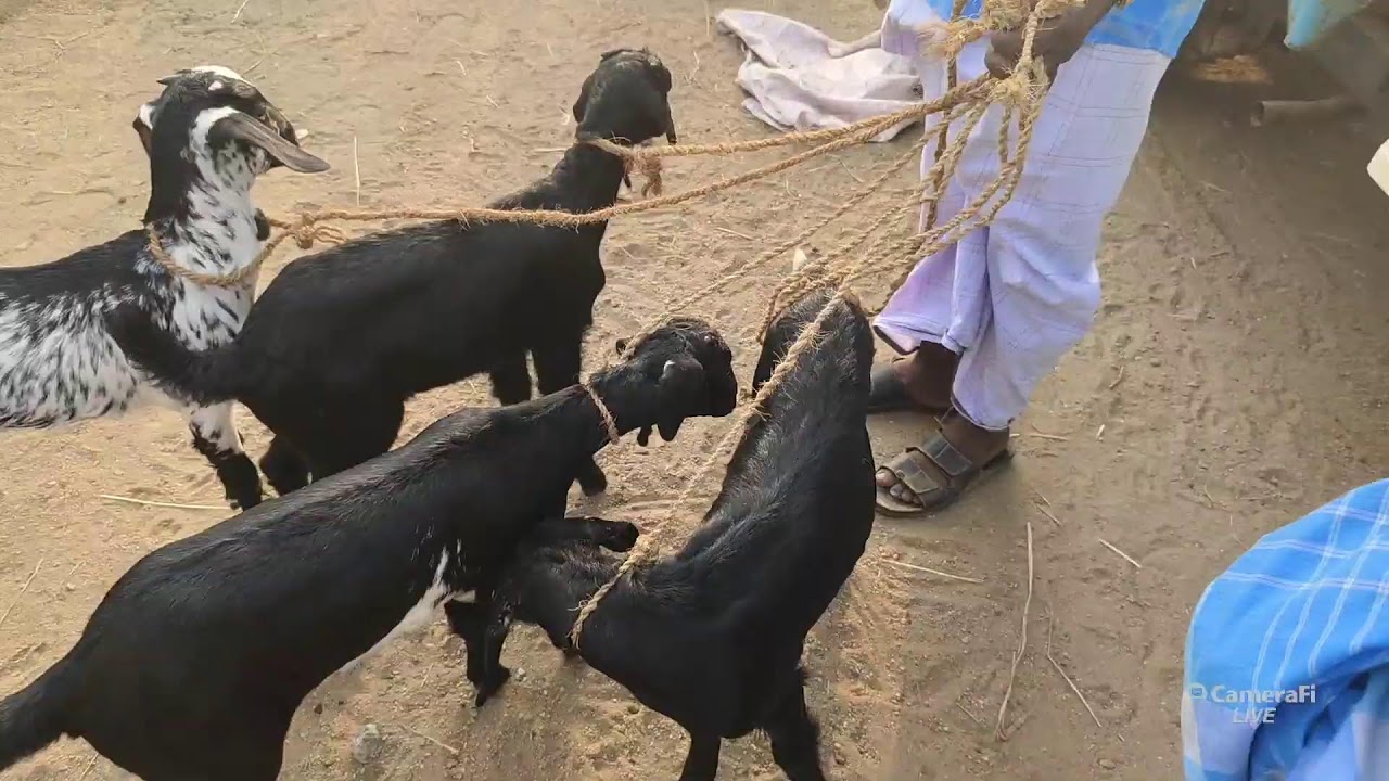 திருச்சி சமயபுரம் ஆட்டுச் சந்தை நேரலை