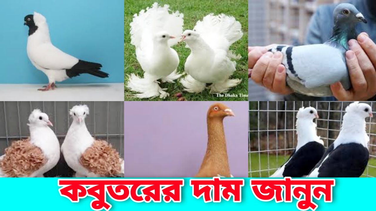 দেশের হাট-বাজারের বাহারি কবুতরের দাম জানুন || Bangladeshi Beautiful Fancy Pigeons || #FarmsBangla
