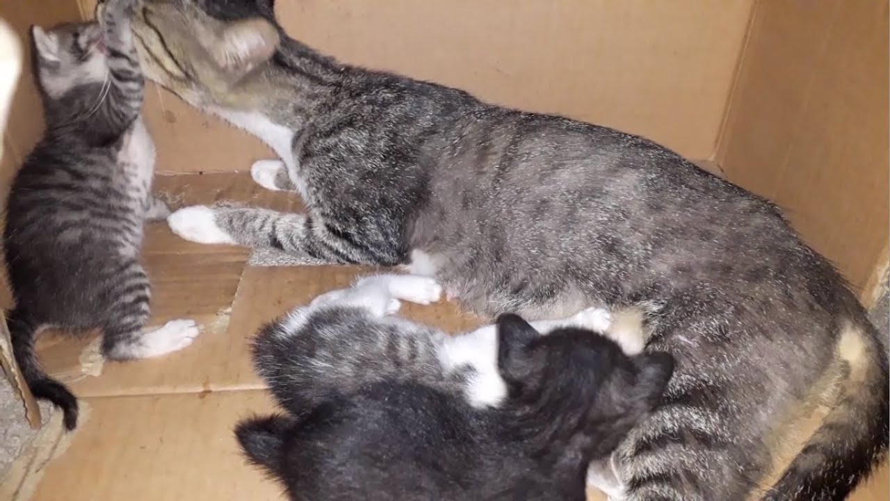 Mom cat diligently taking care of her 3 kittens