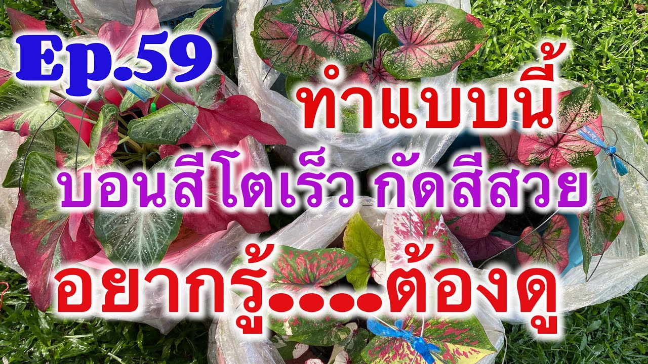 Ep.59 #การเลี้ยงบอนสีให้โตเร็ว กัดสีสวย
