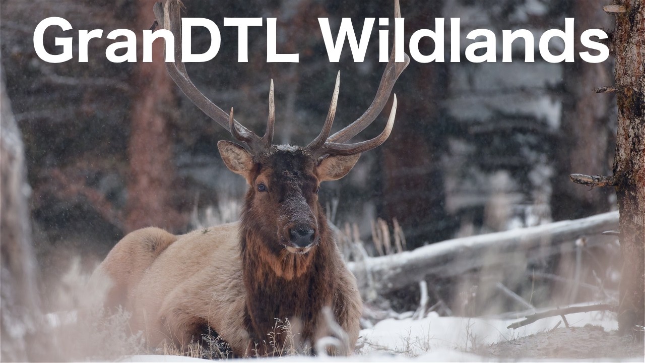 20260125 Bull Elk sitting peacefully in falling snow